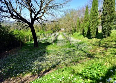 lemascie_esterni_giardino_piscina-007