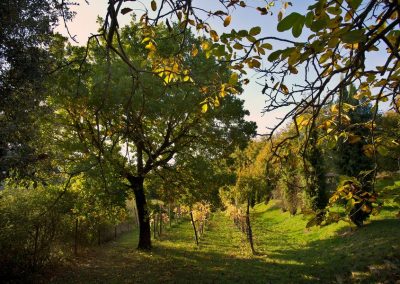 lemascie_esterni_giardino_piscina-127